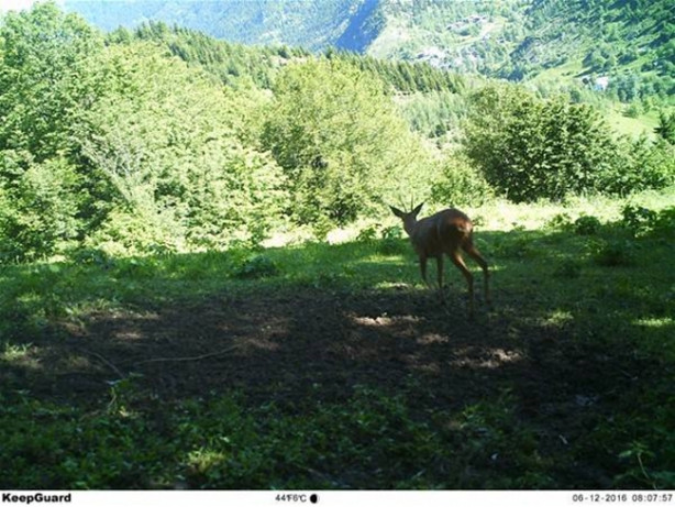 Foto - Fotokapanla görüntülendiler