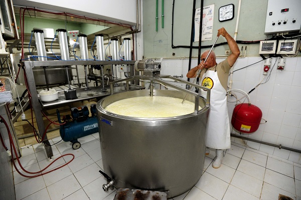 Foto - Fransızlar bu kültürü yok etmiş! Alpler'den Cezayir'e uzanan bir peynir hikayesi