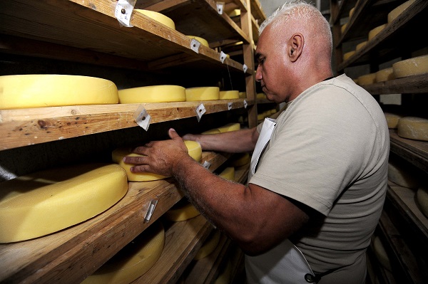 Fransızlar bu kültürü yok etmiş! Alpler'den Cezayir'e uzanan bir peynir hikayesi