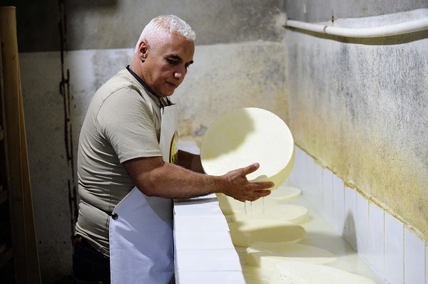 Foto - Fransızlar bu kültürü yok etmiş! Alpler'den Cezayir'e uzanan bir peynir hikayesi