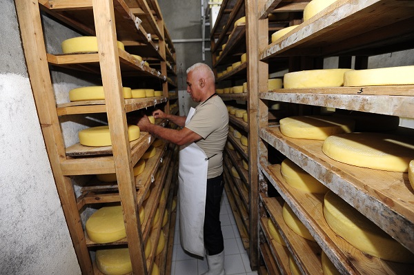 Foto - Fransızlar bu kültürü yok etmiş! Alpler'den Cezayir'e uzanan bir peynir hikayesi