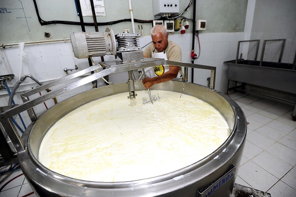 Foto - Fransızlar bu kültürü yok etmiş! Alpler'den Cezayir'e uzanan bir peynir hikayesi