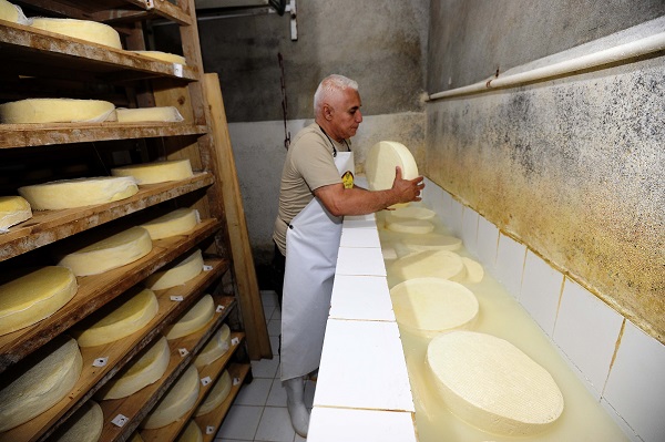 Foto - Fransızlar bu kültürü yok etmiş! Alpler'den Cezayir'e uzanan bir peynir hikayesi