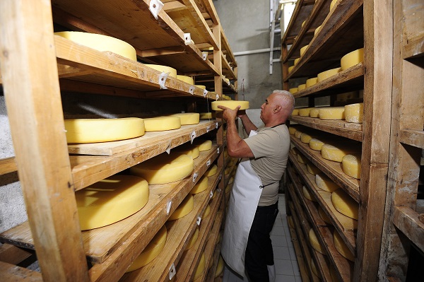 Foto - Fransızlar bu kültürü yok etmiş! Alpler'den Cezayir'e uzanan bir peynir hikayesi