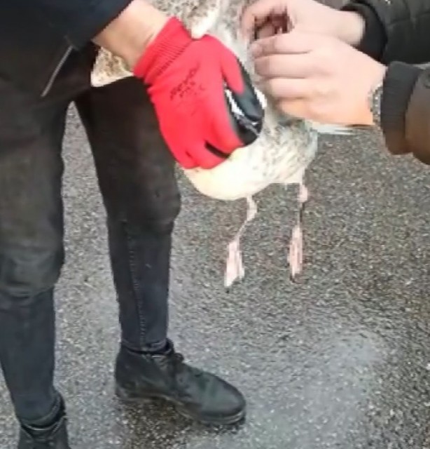 Foto - Gagasına ve kanadına kanca takılan martı uzun süre hareketsiz kaldı
