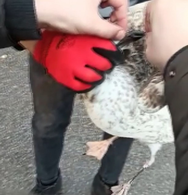 Foto - Gagasına ve kanadına kanca takılan martı uzun süre hareketsiz kaldı