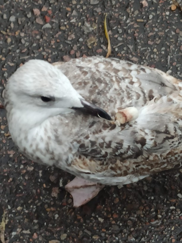 Gagasına ve kanadına kanca takılan martı uzun süre hareketsiz kaldı