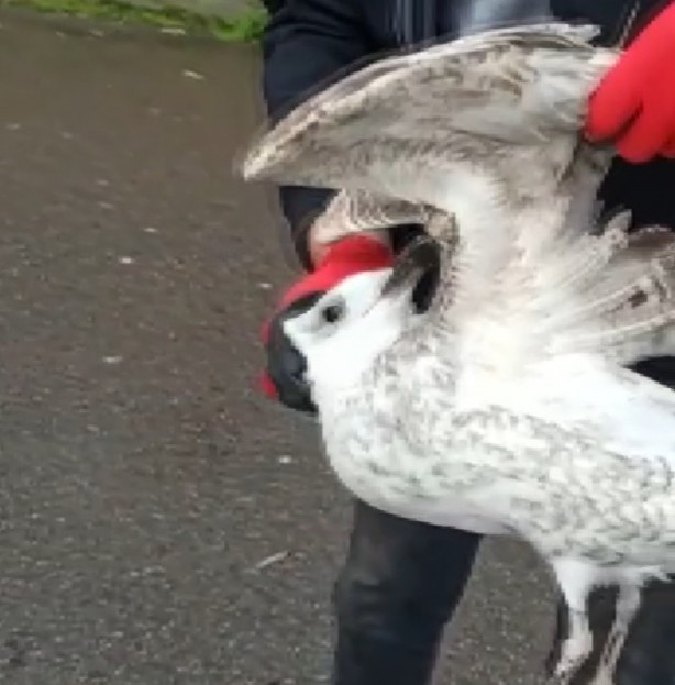 Foto - Gagasına ve kanadına kanca takılan martı uzun süre hareketsiz kaldı