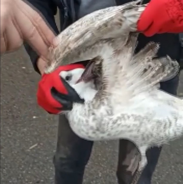 Foto - Gagasına ve kanadına kanca takılan martı uzun süre hareketsiz kaldı