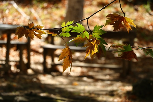 Foto - Ganos'un etekleri sonbahar renklerine büründü
