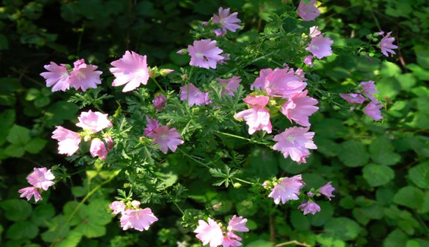 Foto - Gastrite karşı kullanabileceğiniz 8 doğal ilaç