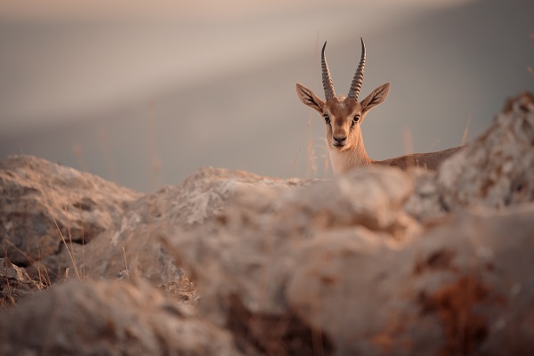 Foto - Gazella gazella sayısı artıyor