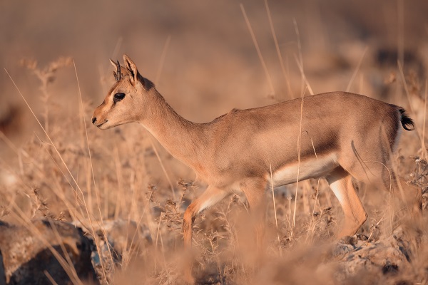 Foto - Gazella gazella sayısı artıyor