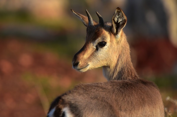 Foto - Gazella gazella sayısı artıyor