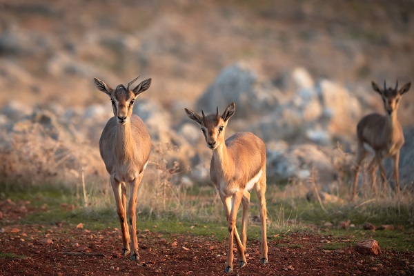 Foto - Gazella gazella sayısı artıyor