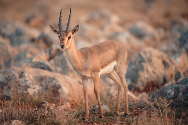 Foto - Gazella gazella sayısı artıyor
