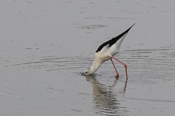 Foto - Gaziantep kuş fotoğrafçılarının uğrak yeri oldu