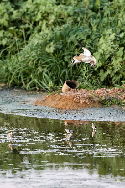 Foto - Gaziantep kuş fotoğrafçılarının uğrak yeri oldu