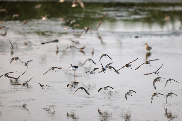Foto - Gaziantep kuş fotoğrafçılarının uğrak yeri oldu