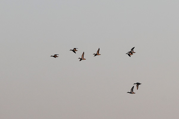 Foto - Gaziantep kuş fotoğrafçılarının uğrak yeri oldu