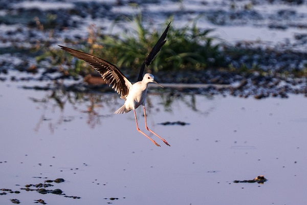 Foto - Gaziantep kuş fotoğrafçılarının uğrak yeri oldu