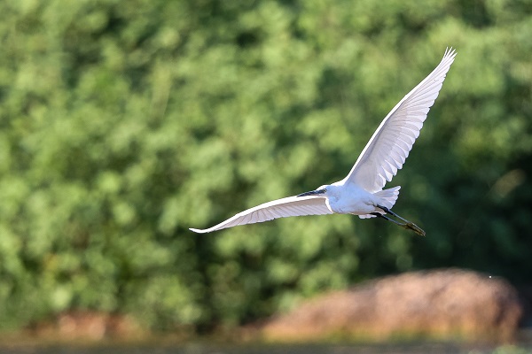 Foto - Gaziantep kuş fotoğrafçılarının uğrak yeri oldu