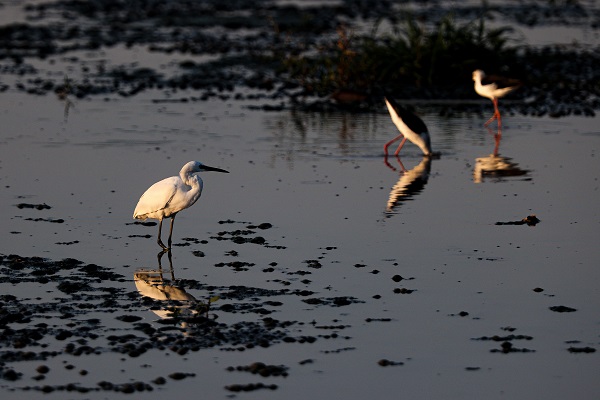 Foto - Gaziantep kuş fotoğrafçılarının uğrak yeri oldu