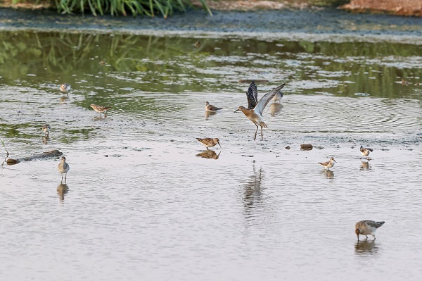 Foto - Gaziantep kuş fotoğrafçılarının uğrak yeri oldu