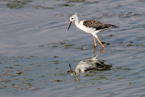 Gaziantep kuş fotoğrafçılarının uğrak yeri oldu