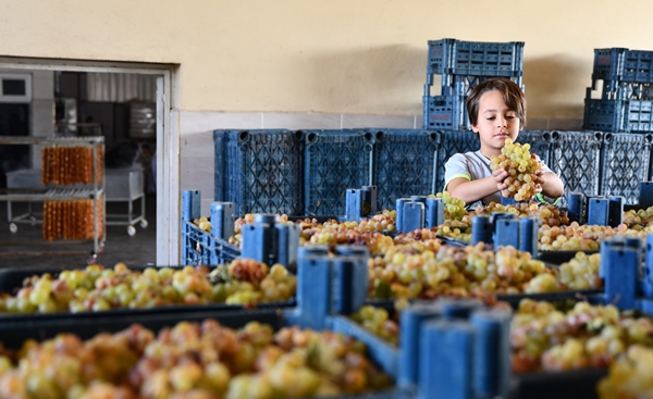 Foto - Gaziantep'in üzümleri cevizli sucuğa dönüşüyor!