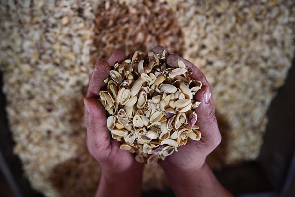Foto - Gaziantep'in üzümleri cevizli sucuğa dönüşüyor!