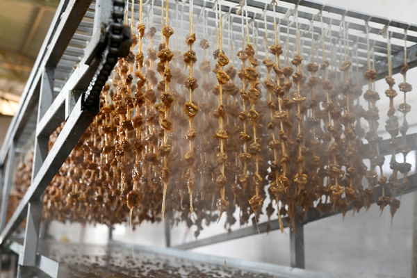 Foto - Gaziantep'in üzümleri cevizli sucuğa dönüşüyor!