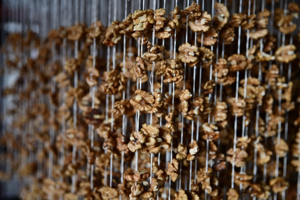 Foto - Gaziantep'in üzümleri cevizli sucuğa dönüşüyor!