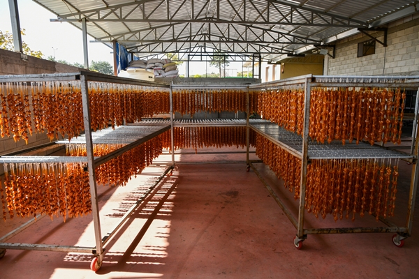 Foto - Gaziantep'in üzümleri cevizli sucuğa dönüşüyor!