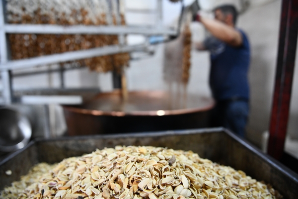 Foto - Gaziantep'in üzümleri cevizli sucuğa dönüşüyor!