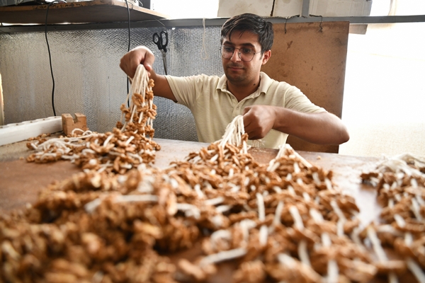 Foto - Gaziantep'in üzümleri cevizli sucuğa dönüşüyor!