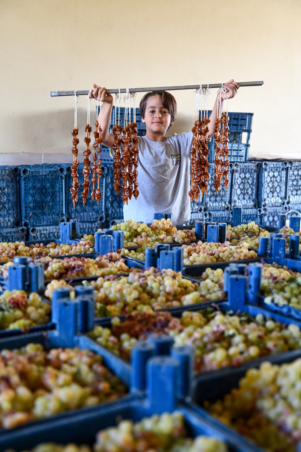 Foto - Gaziantep'in üzümleri cevizli sucuğa dönüşüyor!