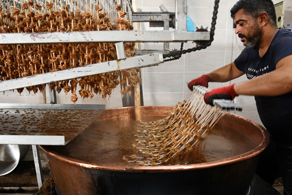 Foto - Gaziantep'in üzümleri cevizli sucuğa dönüşüyor!