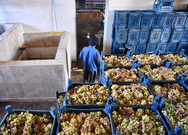 Gaziantep'in üzümleri cevizli sucuğa dönüşüyor!