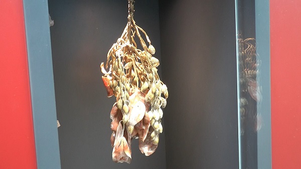 Foto - Gaziantep’te fıstığın tarihine yolculuk