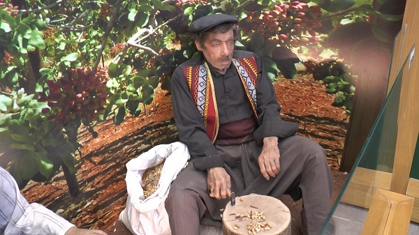 Foto - Gaziantep’te fıstığın tarihine yolculuk