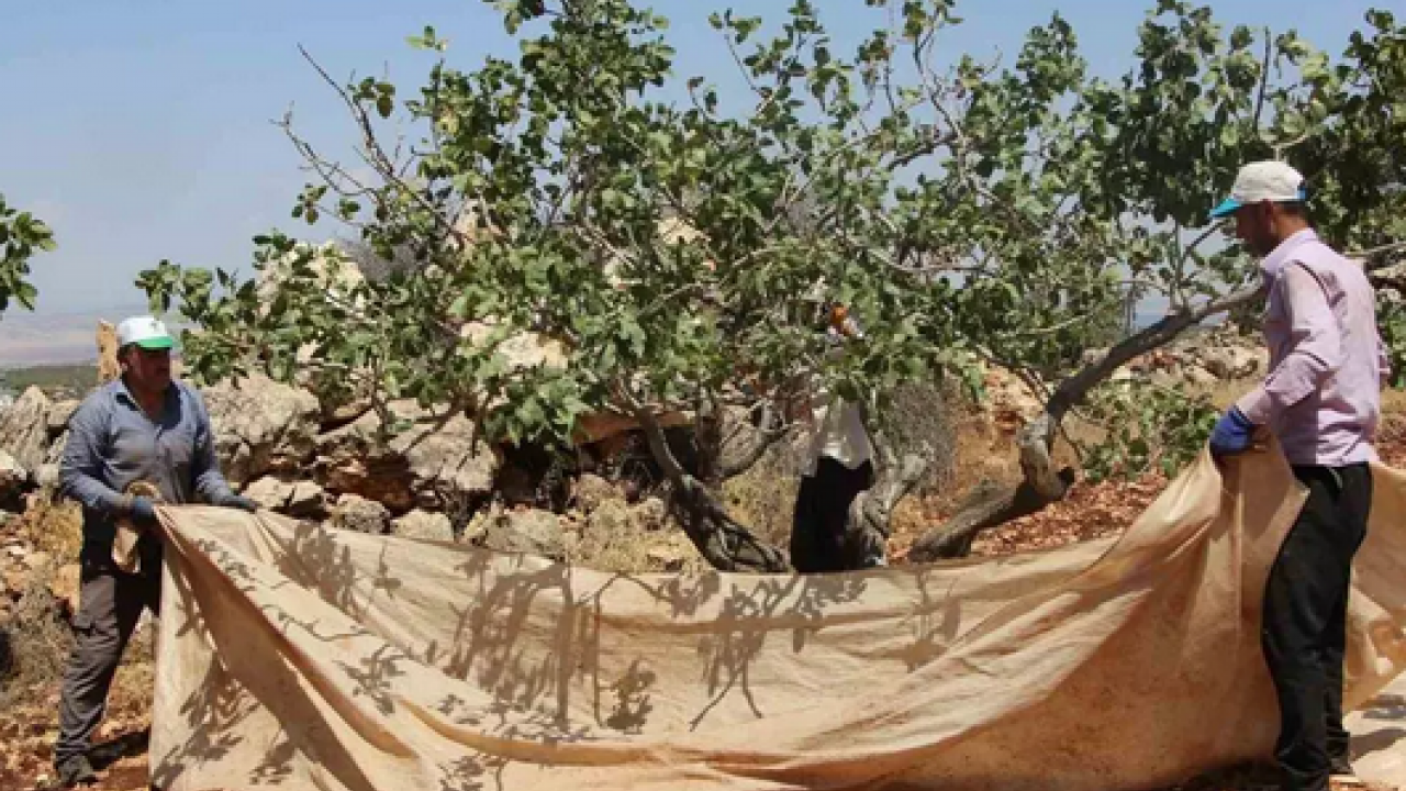 Foto - Gaziantep'te hasadı başladı! Antep fıstığı: Kilosu 100 lira… Kalbi saat gibi çalıştırıyor, kolesterolü yere çakıyor