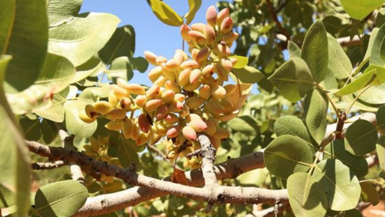 Foto - Gaziantep'te hasadı başladı! Antep fıstığı: Kilosu 100 lira… Kalbi saat gibi çalıştırıyor, kolesterolü yere çakıyor