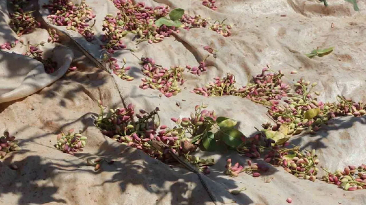 Foto - Gaziantep'te hasadı başladı! Antep fıstığı: Kilosu 100 lira… Kalbi saat gibi çalıştırıyor, kolesterolü yere çakıyor