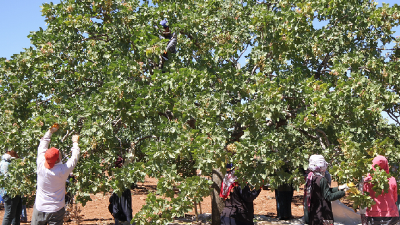 Foto - Gaziantep'te hasadı başladı! Antep fıstığı: Kilosu 100 lira… Kalbi saat gibi çalıştırıyor, kolesterolü yere çakıyor