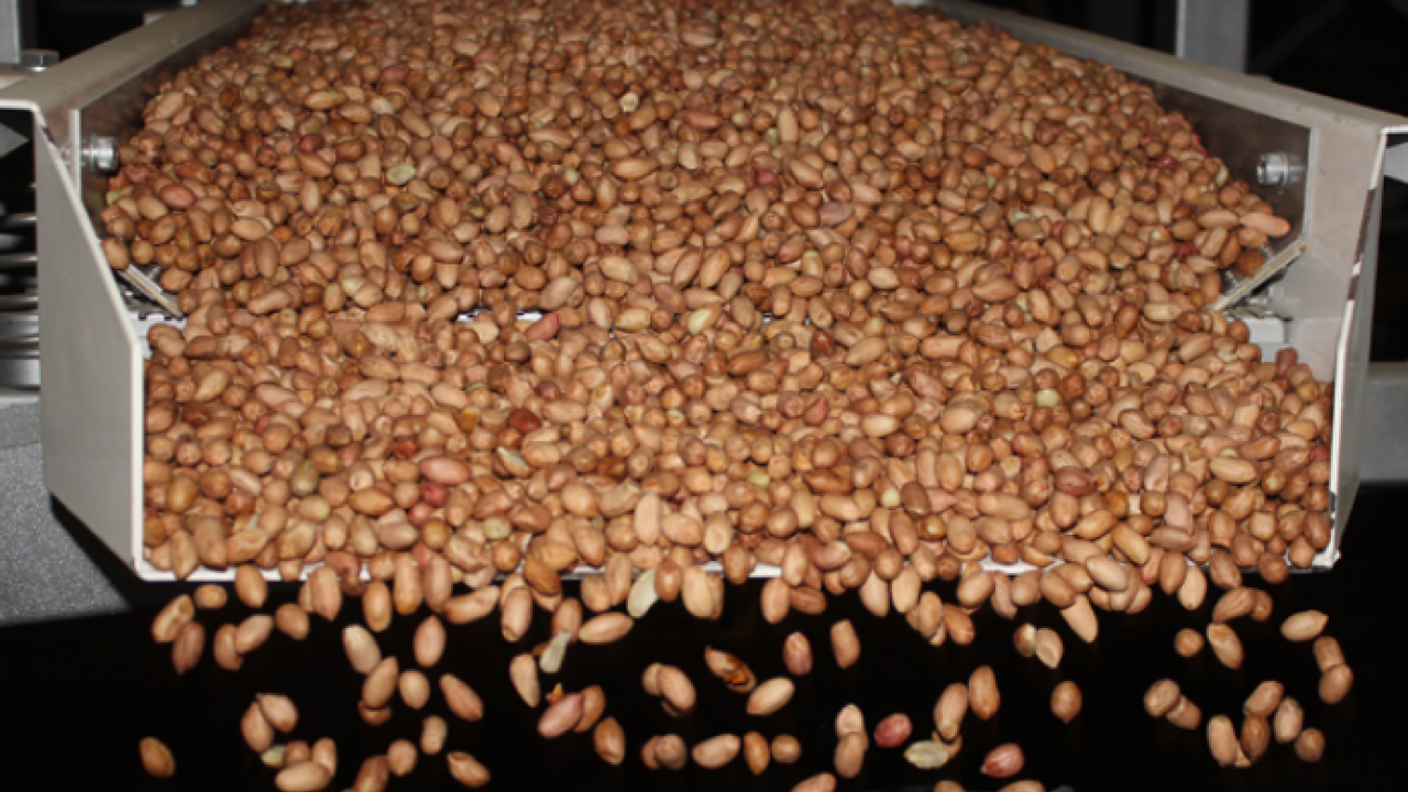 Foto - Gaziantep'te hasadı başladı! Antep fıstığı: Kilosu 100 lira… Kalbi saat gibi çalıştırıyor, kolesterolü yere çakıyor