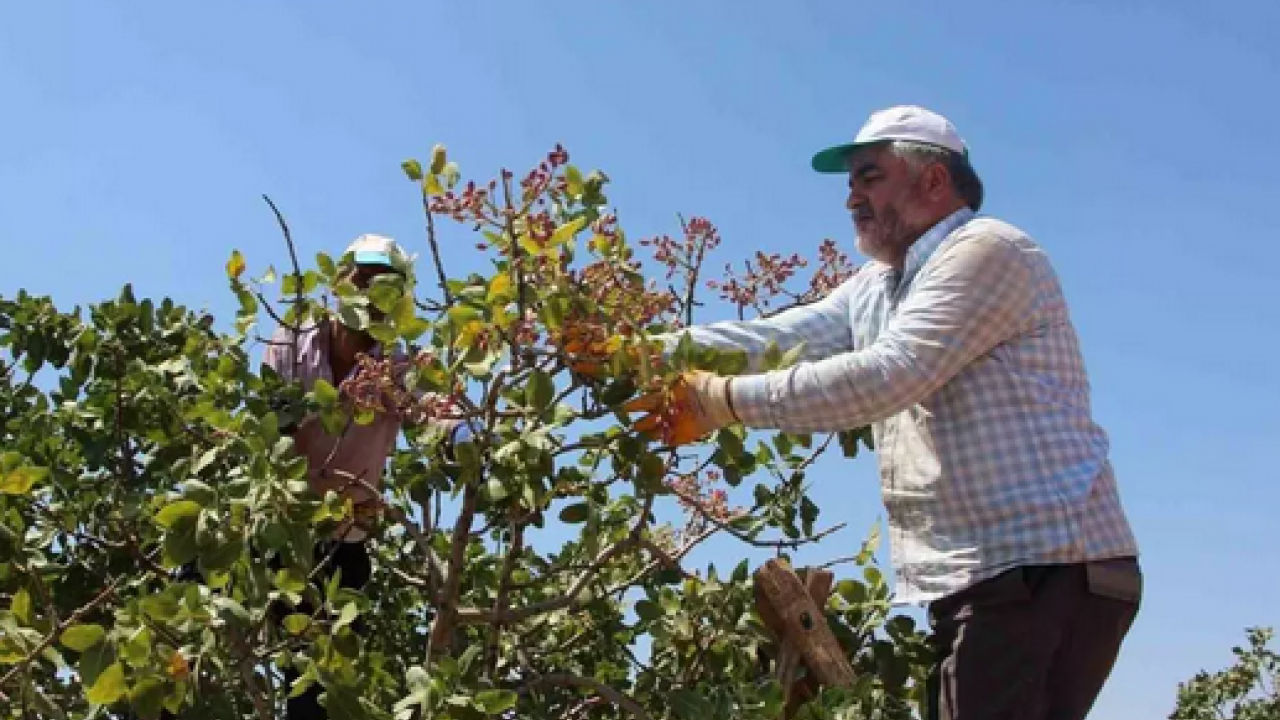 Foto - Gaziantep'te hasadı başladı! Antep fıstığı: Kilosu 100 lira… Kalbi saat gibi çalıştırıyor, kolesterolü yere çakıyor