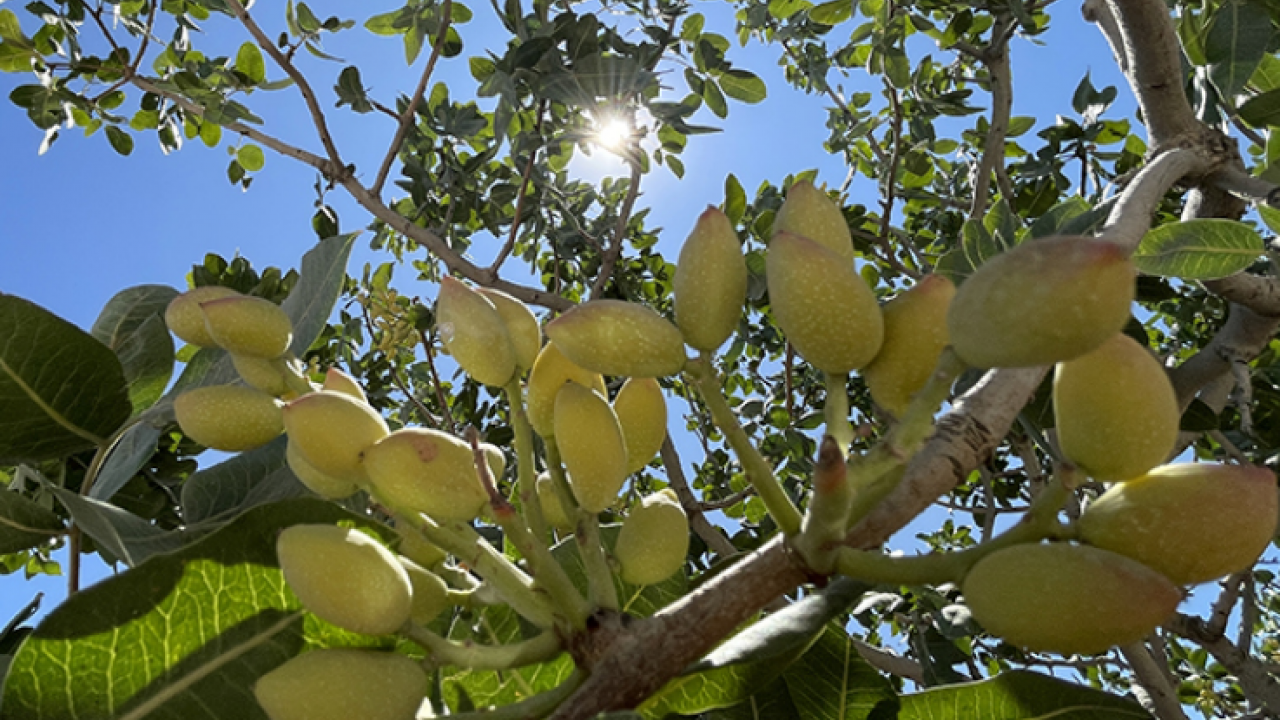 Gaziantep'te hasadı başladı! Antep fıstığı: Kilosu 100 lira… Kalbi saat gibi çalıştırıyor, kolesterolü yere çakıyor