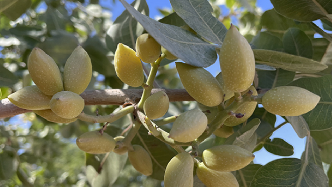 Foto - Gaziantep'te hasadı başladı! Antep fıstığı: Kilosu 100 lira… Kalbi saat gibi çalıştırıyor, kolesterolü yere çakıyor