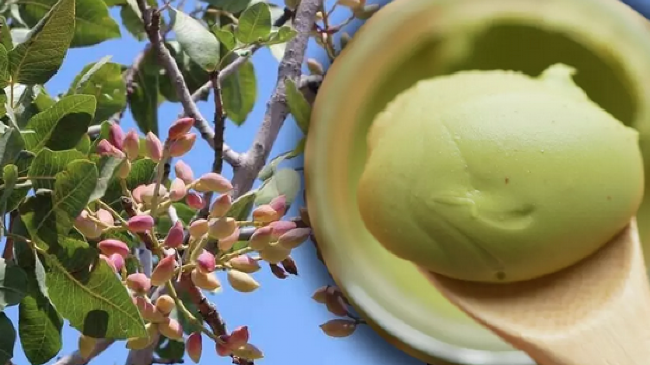 Foto - Gaziantep'te hasadı başladı! Antep fıstığı: Kilosu 100 lira… Kalbi saat gibi çalıştırıyor, kolesterolü yere çakıyor